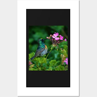 Geranium Sunbird Posters and Art